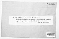 Thekopsora areolata image
